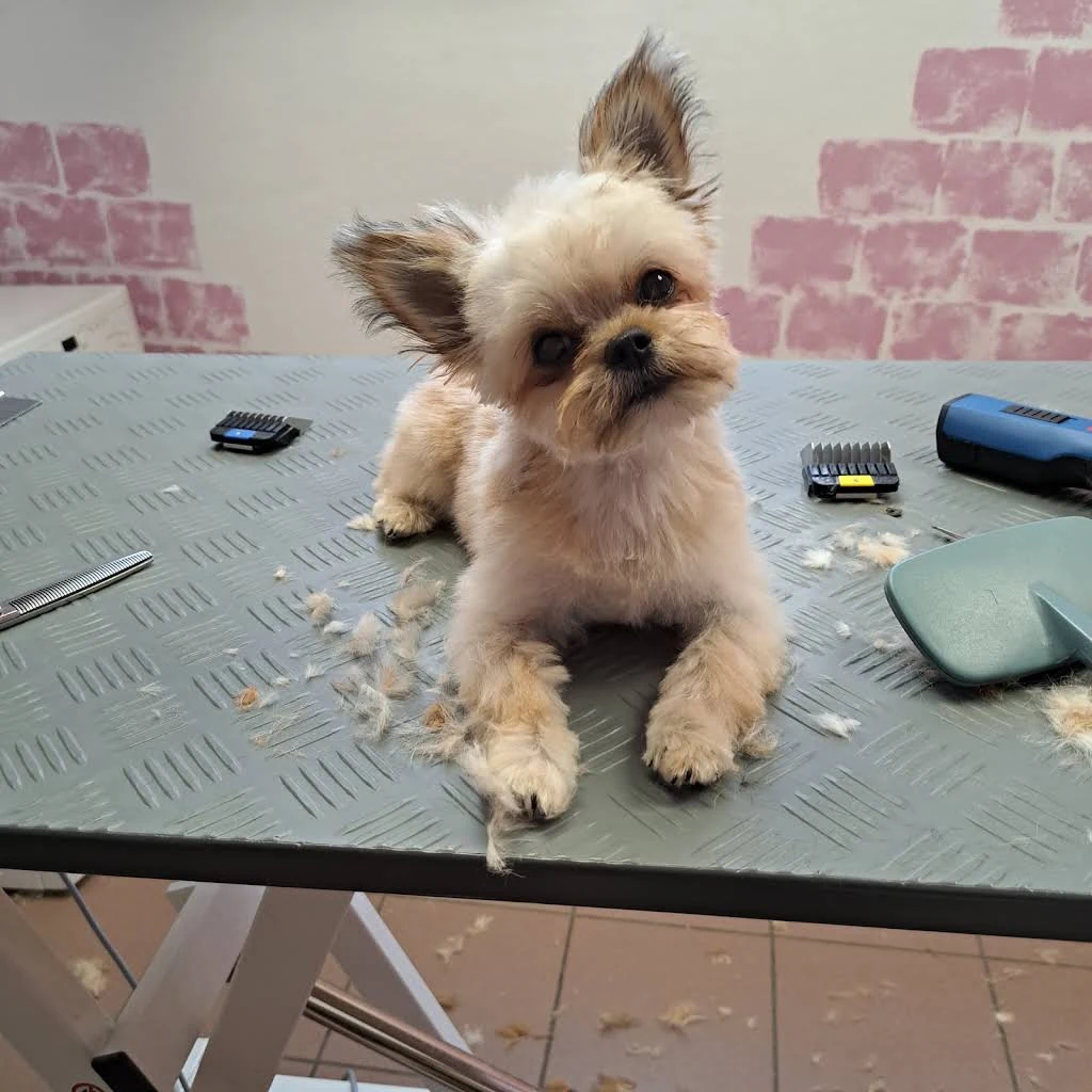 Kleiner heller Hund mit frisch geschnittenem Fell auf dem Pflegetisch im Wauzi-Salon
